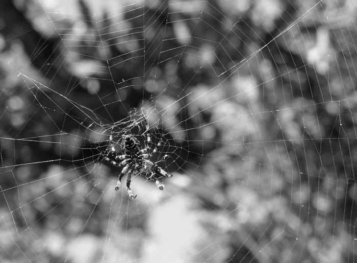 Spider and the web