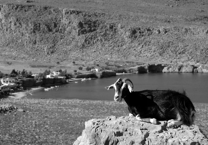 Goat's sunbath